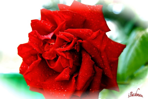 Wet red happy rose !