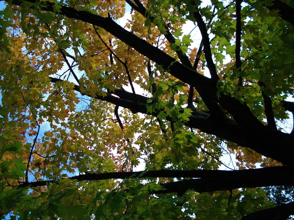 Branch Out