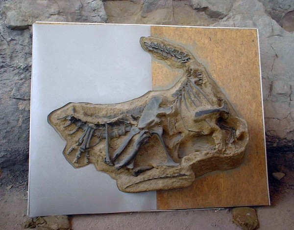 Bones from The Distant past