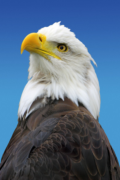 Bald_Eagle_1