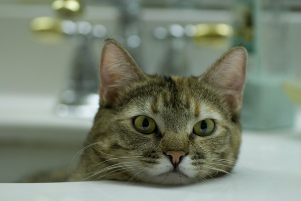 Cat In The Sink