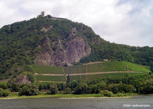 Vineyard