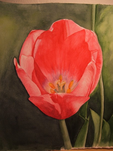 Tulip
