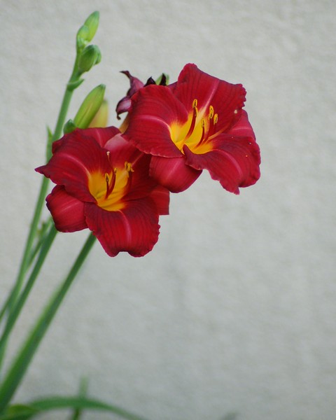 DAYLILLY - 4223