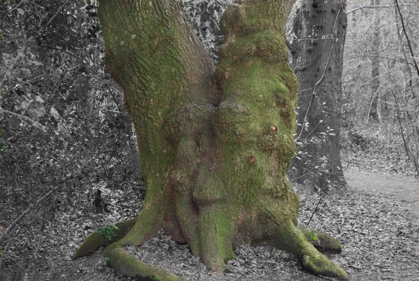 THE SLEEPING TREE