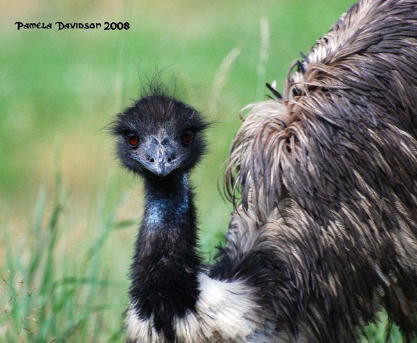 The Innocuous Emu