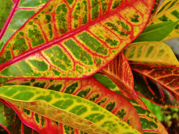 colorful plant