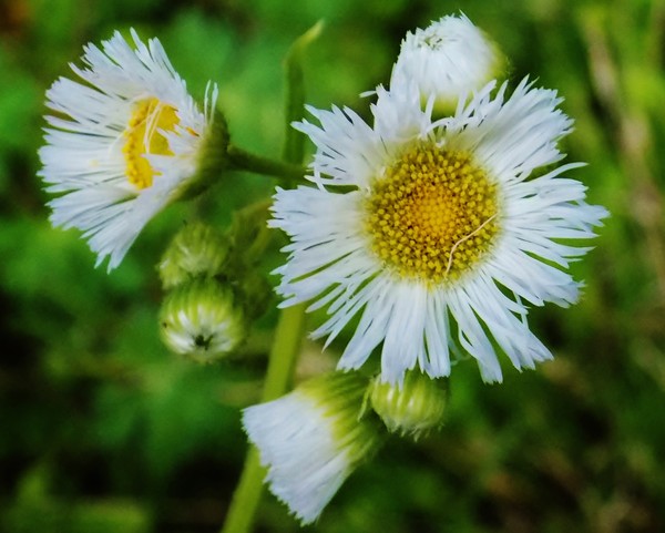 Wildflowers #1