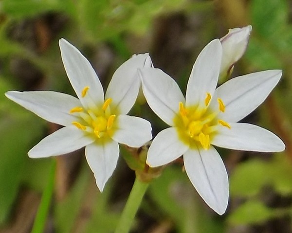 Texas Wildflowers #8 and #9