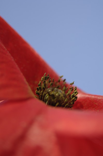 Red poppy