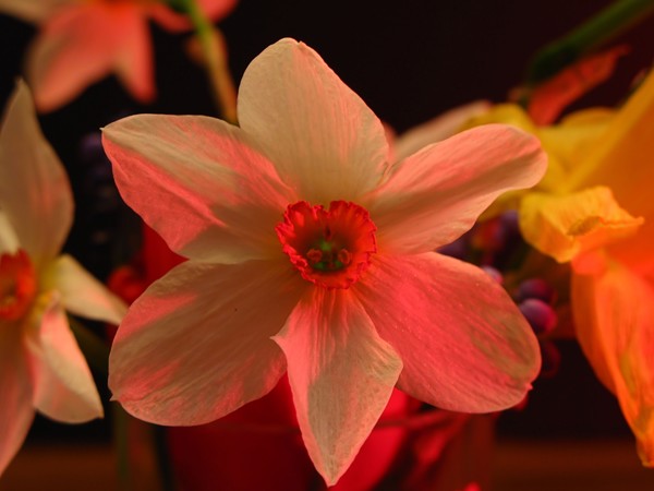 Red Daffodil