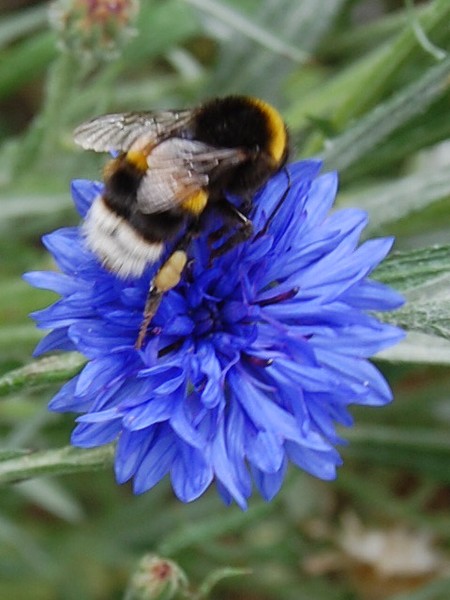 Bee on cornflower