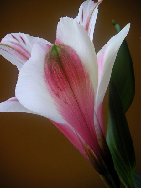 Alstroemeria Alone