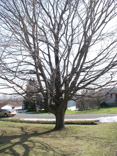 Impending Spring