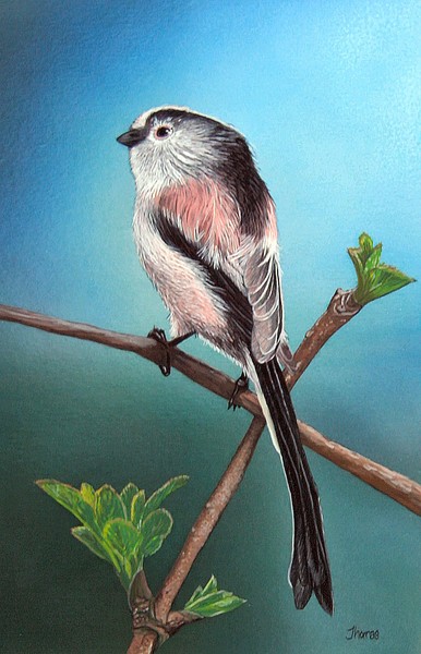 Long Tailed Tit