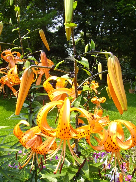 Falling Lillies