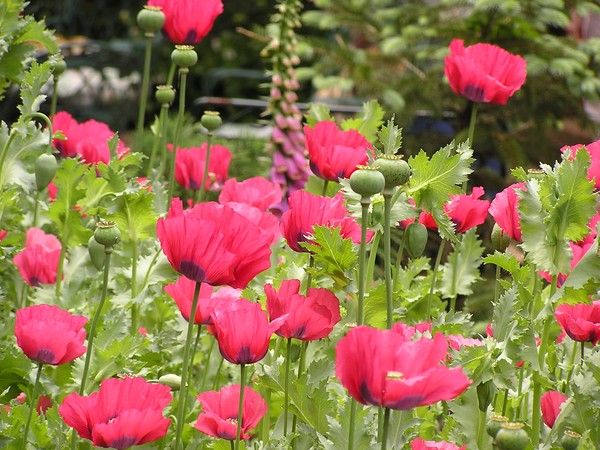 Poppies
