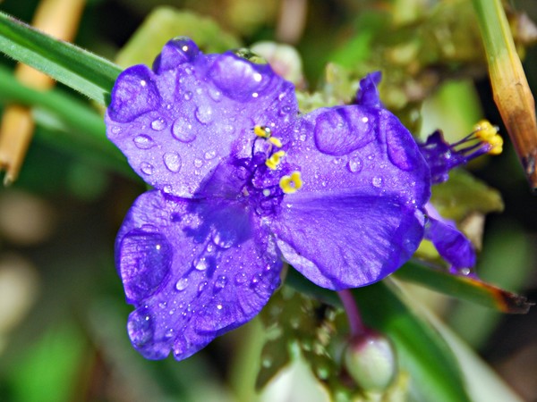 Spidewort