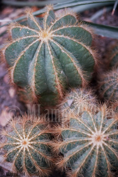 26-Botanic gardens, Amsterdam 2004