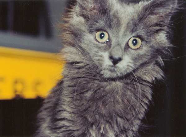 Cleo