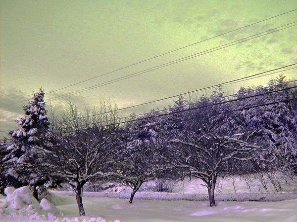 WEEPING CHERRY IN WINTER