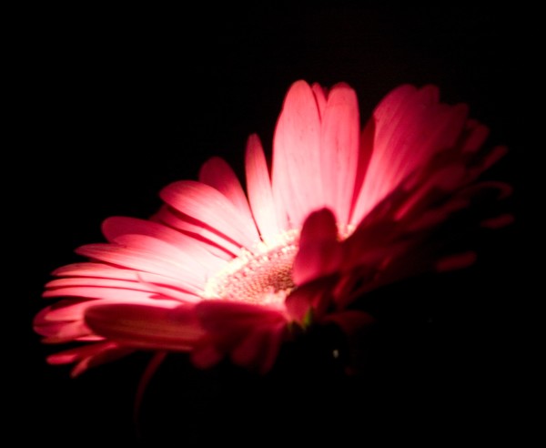 Portrait of a Flower