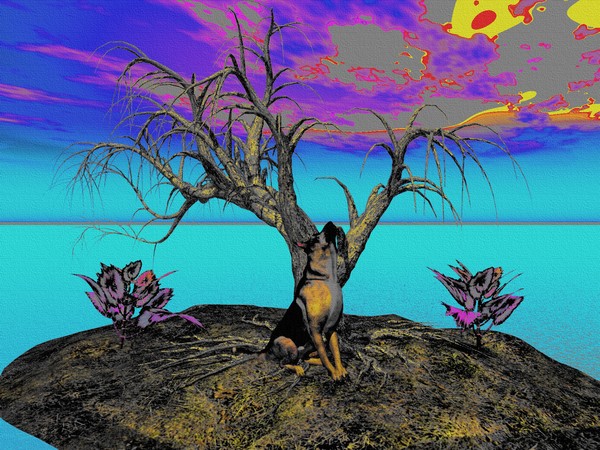 dog's nightmare