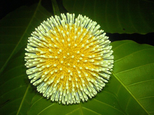 Kadam Flower