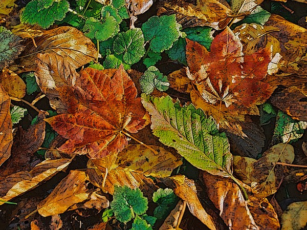 Maple Leaf Medley 3