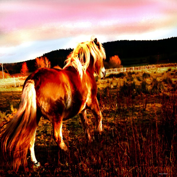 Freedom by Diana Hliva