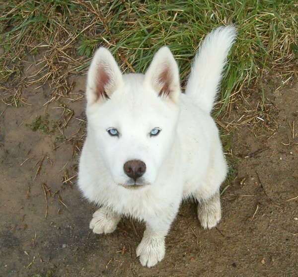 The White Husky