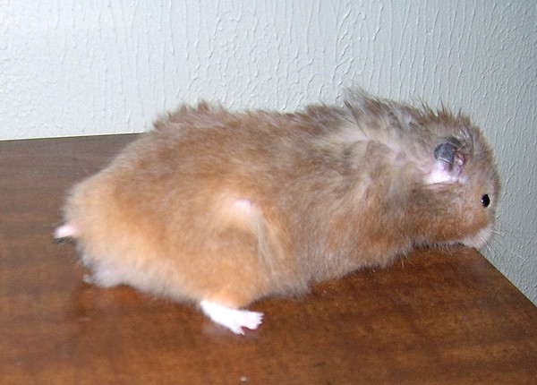 kumako-chan