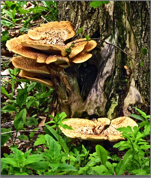 TREE FUNGUS