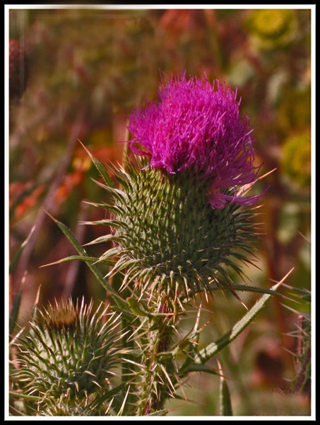 THISTLE BLOSSOM