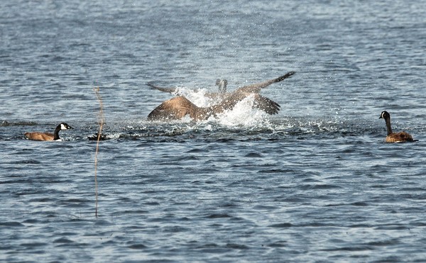  Come on Guys Stop Splashing