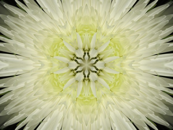 Spider Burst