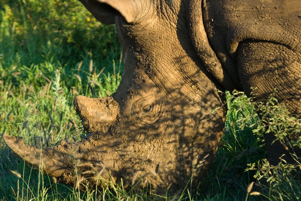 White Rhino Close Up