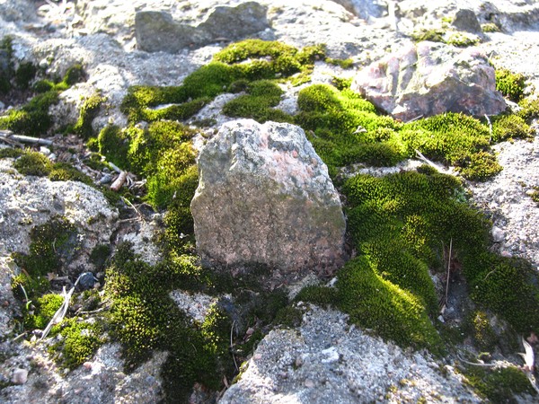 2008-city nature series