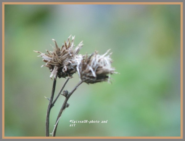 2008 floras series