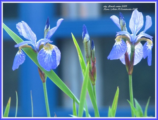 city series-florals 2009