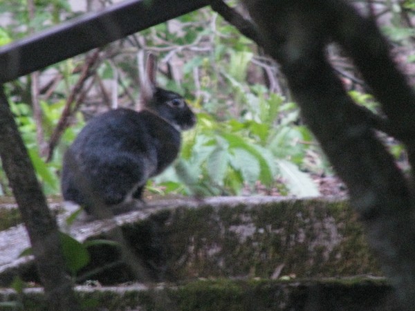 CITY RABBITS...
