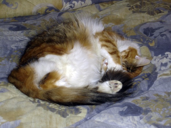 Sadie curled up