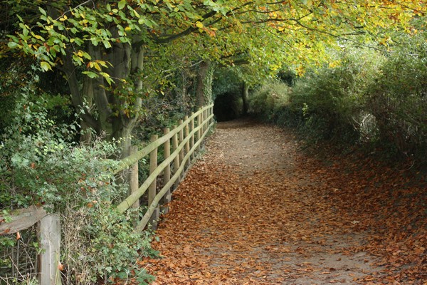 Autumn Styal woods Cheshire Uk