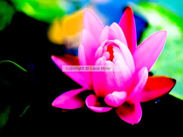 flowers 6