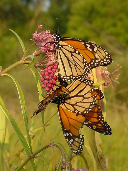 Mating Monarch Butterflies