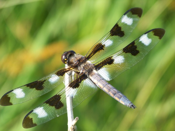 Dragonfly