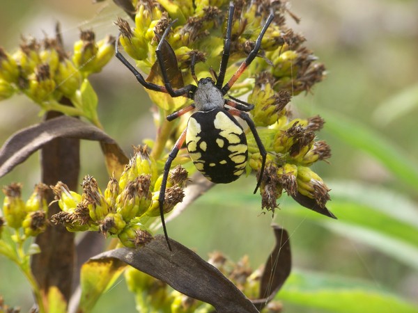 Writing Spider