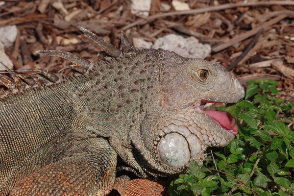 Hungry Iguana