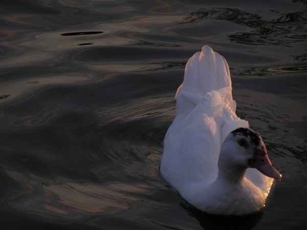 Just another ducky day