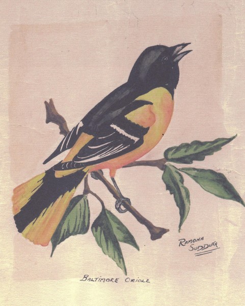 Baltimore Oriole